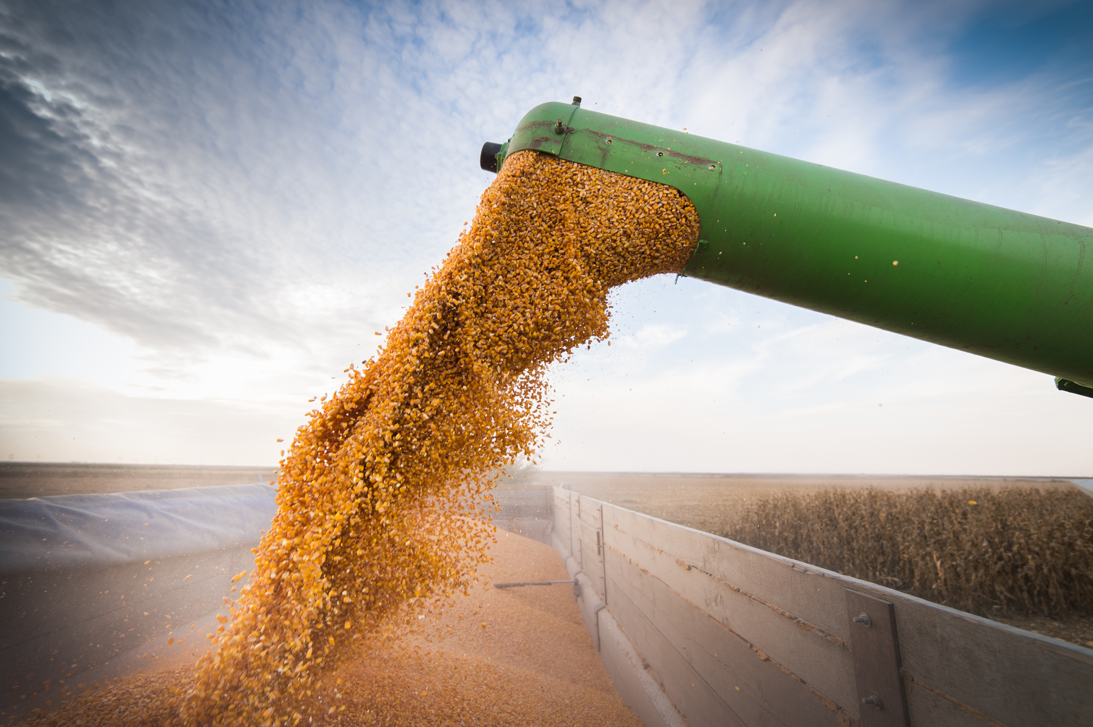 Safra de milho promete ser recorde e com preços firmes 